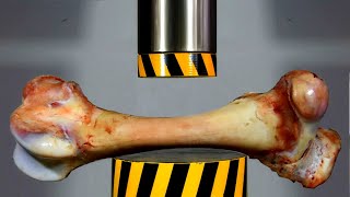 HYDRAULIC PRESS VS LARGE BONE [upl. by Colyer]