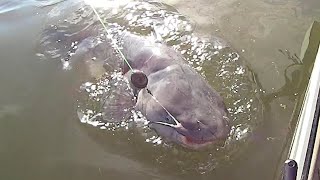 EASY Way To Find Catfish On A River [upl. by Nnarefinnej]