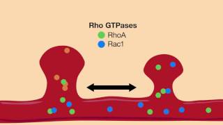 RhoGTPases A threeway approach to controlling neural plasticity [upl. by Melissa194]