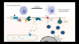 GPCR IP3 DAG pathway [upl. by Cockburn]