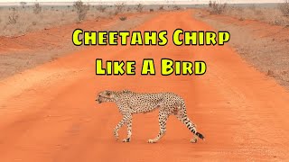 Cheetahs Chirp Like A Bird [upl. by Garrity]