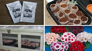 Planting GLOXINIA Seeds  Sinningia Seciosa  Stokes Seeds [upl. by Eitnom]