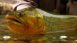 The RIO DORADO  Fly Fishing the Argentina BACKCOUNTRY by Todd Moen [upl. by Jacobo]