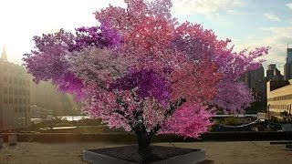 Syracuse professor grows 40 different fruits on one tree [upl. by Dnob191]