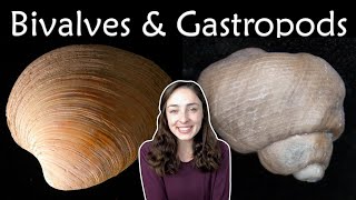 Mollusca Pt 2 Bivalves amp Gastropods Invertebrate Paleontology  GEO GIRL [upl. by Phila]