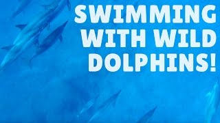 SWIMMING WITH DOLPHINS  CASELA WORLD OF ADVENTURES [upl. by Linea721]