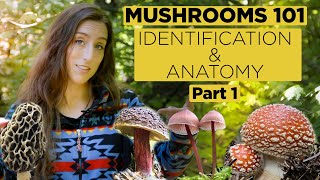 Mushrooms 101 Identification and Anatomy  Part 1 [upl. by Riay]