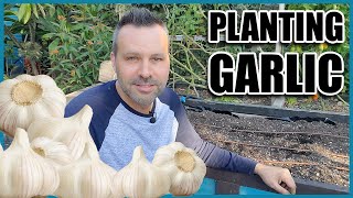 Planting Garlic  How to Grow Garlic from Cloves [upl. by Anielram367]