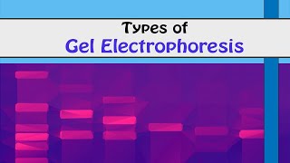 TYPES OF GEL ELECTROPHORESIS I Biotechnology [upl. by Nierman757]