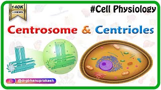 Centrosome and centrioles  USMLE Cell physiology Animations [upl. by Alegnatal141]