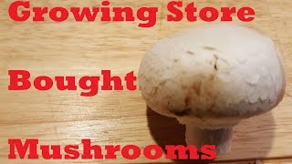 Growing Store Bought Mushrooms [upl. by Bauer146]