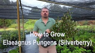 How to grow Elaeagnus Pungens Silverberry with a detailed description [upl. by Yrek]