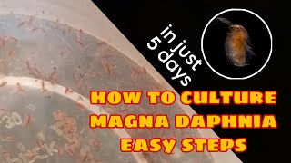 How to Culture Magna Daphnia Easily [upl. by Osher]