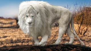 Rarest amp Most Unique Lions In The World [upl. by Haiel]