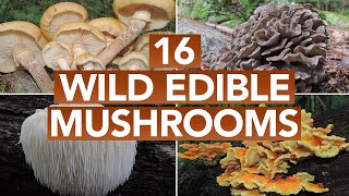 16 Wild Edible Mushrooms You Can Forage This Autumn [upl. by Dicks783]