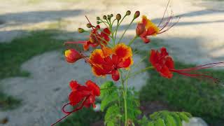 Dwarf Poinciana bush or tree Caesalpinia pulcherrima [upl. by Ttocs518]