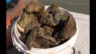 How to harvest oysters by hand [upl. by Kletter]