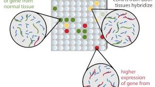 DNA Microarray [upl. by Baptista]