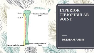 Distal Tibiofibular Joint Anatomy [upl. by Delanty]