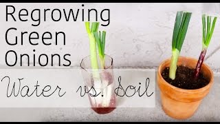 How to regrow green onions from scraps  Water vs Soil  Garden Organizs Garden Tip 1 [upl. by Any]