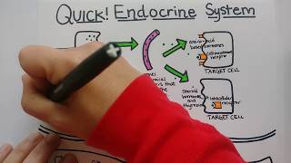 Endocrine System  Summary [upl. by Zetnahs]