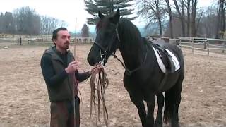 Francesco Vedani Equitazione  Tranquillizzare un cavallo impaurito 1 parte [upl. by Bandler]