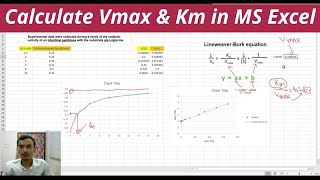 Calculate Vmax and Km using MS Excel [upl. by Smiga297]