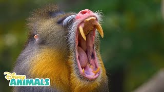 Mandrills  Disney Animals  Disney Junior [upl. by Susy]