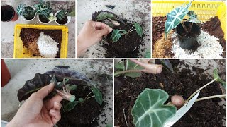 How to propagate Alocasia Polly by cuttings [upl. by Farika140]