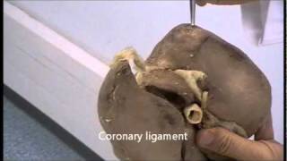 Gross anatomy of the liver [upl. by Esorlatsyrc229]