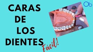 🦷 CARAS DE LOS DIENTES 👉 ¡fácil [upl. by Razatlab847]