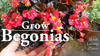 Begonia Plant Care  Wax Begonia Flowers l How to Grow Them [upl. by Peih]