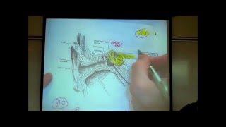 THE EAR the Anatomy amp Physiology of Hearing by Professor Fink [upl. by Aillicirp]