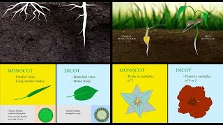 Monocots vs Dicots [upl. by Kenward992]