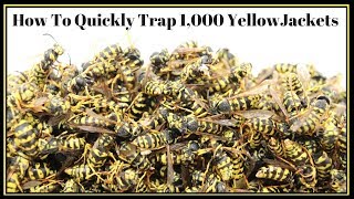 How To Quickly Trap 1000 YellowJackets In Just Hours Mousetrap Monday [upl. by Maxi]