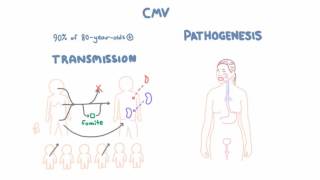 CMV Virology  Epidemiology and Pathophysiology [upl. by Hermosa]