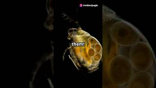 How to culture Daphnia for your Aquarium [upl. by Pippas]