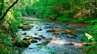 Sonidos del Bosque  Relajarse  Sonidos de la Naturaleza [upl. by Ahsenyt]