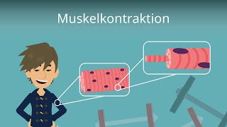 Muskelkontraktion einfach erklärt [upl. by Ramsay]