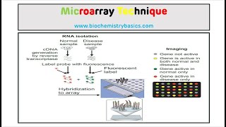 Microarray Technique  DNA Microarray [upl. by Htebiram]