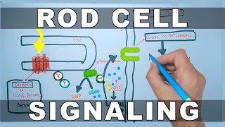 Rod Cell Signaling [upl. by Aneg]