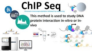 Chip seq chromatin immunoprecipitation followed by sequencing [upl. by Arrat201]