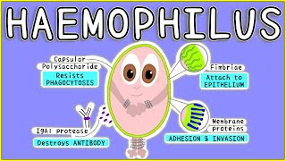 Haemophilus Microbiology Morphology Pathogenesis Diagnosis Treatment [upl. by Tallula]