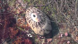 Giant Keyhole Limpet [upl. by Pettit]