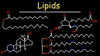 Lipids  Fatty Acids Triglycerides Phospholipids Terpenes Waxes Eicosanoids [upl. by Norrehc56]