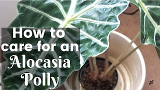 Alocasia Polly Care Guide [upl. by Enois]