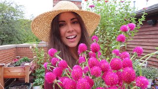 Harvesting amp Drying Gomphrena  Container Gardening [upl. by Gnik]