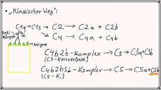 Biochemie 7  Immunsystem Teil 31 Komplementsystem I [upl. by Nbi]