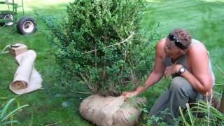 How to Transplant a Shrub [upl. by Euhc]