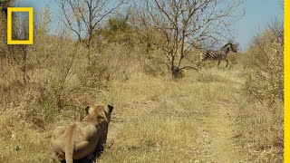 Lions Hunt Zebra  Savage Kingdom [upl. by Idnahc894]